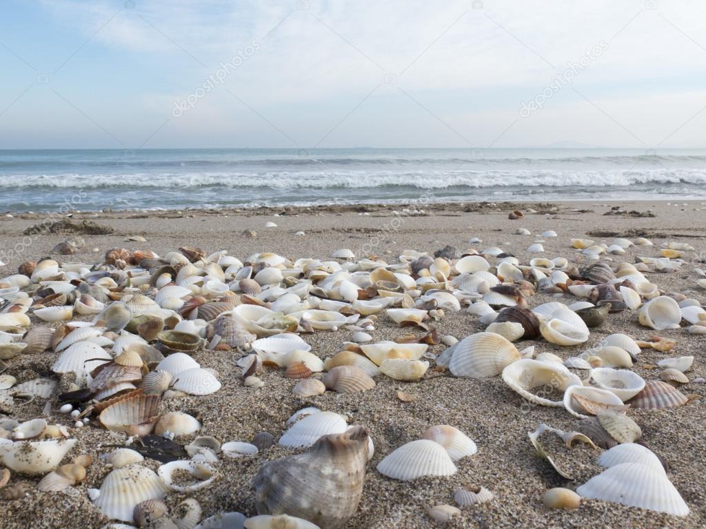 Une Plage Solitaire De Gros Sable Et De Coquillages