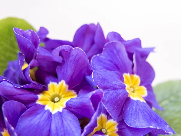 ışığa karşı hassas mor çiçekler yaprakları üzerinde beyaz backg