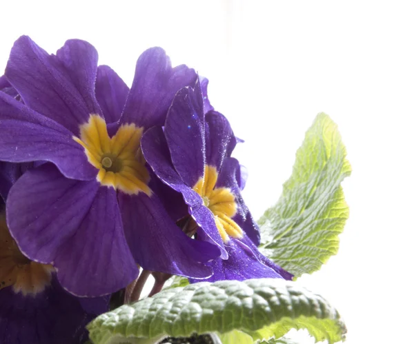 Violette Blumen Nahaufnahme auf weißem Hintergrund — Stockfoto