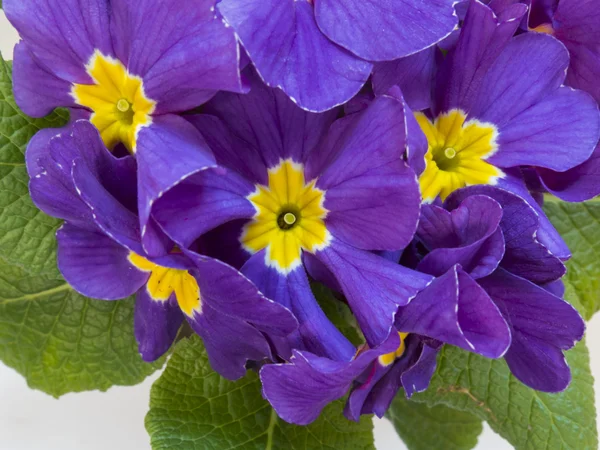 Lindas flores roxas em um fundo branco — Fotografia de Stock