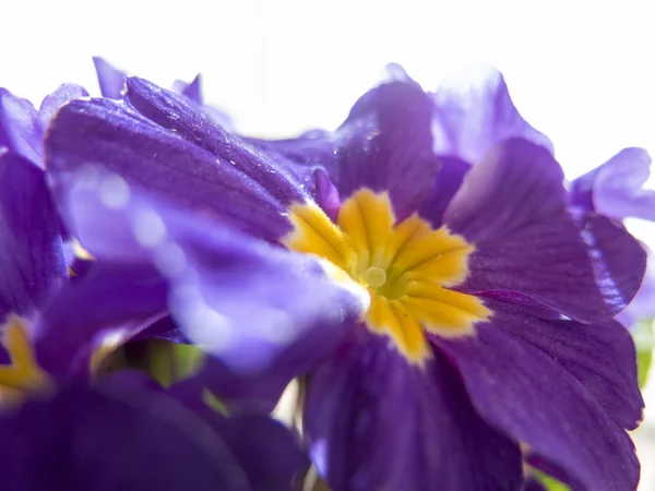 Primrose, fioletowe kwiaty z żółtym serdtsevinnoj — Zdjęcie stockowe