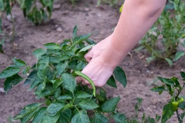 Birisi bahçedeki sebze ve meyve toplayıp ekiyor, tarım yapıyor, elleriyle sebze tutuyor.