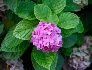 Pembe bir ortanca çiçeğinin yakın çekimi, hortensiya