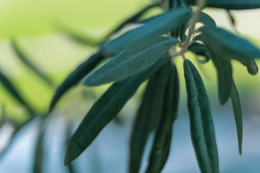 Zeytin ağacının bir yaprağını kapat.