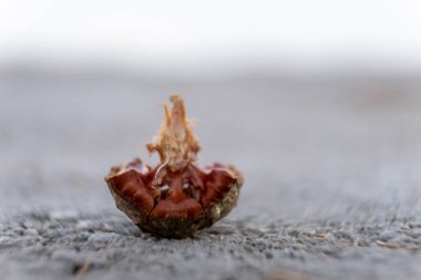 Kahverengi bir selvi ağacının makro fotoğrafı, kozalağın yakın planda çekilmiş bir resmi.