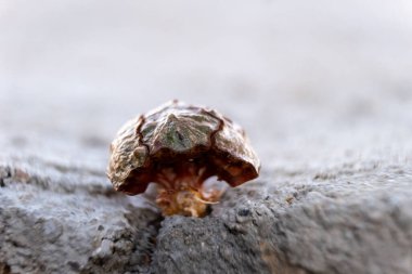 Kahverengi bir selvi ağacının makro fotoğrafı, kozalağın yakın planda çekilmiş bir resmi.
