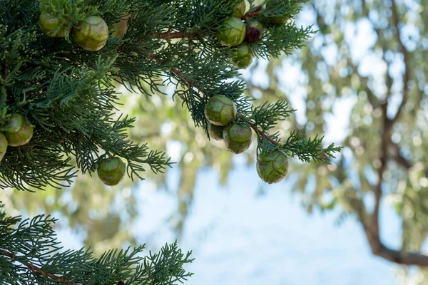 Tall Träd Grenar Med Cypress Kottar Den Nära Havet — Stockfoto