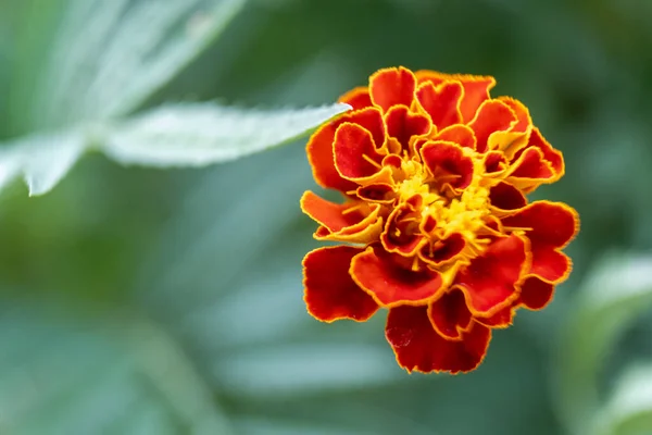 Közelkép Piros Sárga Napraforgó Virágról Makró Kép Egy Narancssárga Naptárról — Stock Fotó