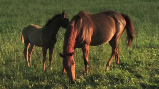 One Horse on a meadow — Stock Video