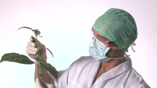 Scientist examines green plant — Stock Video