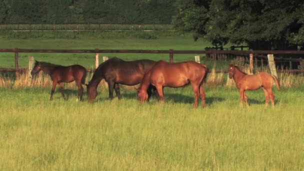 One Horse on a meadow — Stock Video