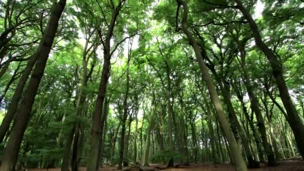 Forêt, laps de temps — Video