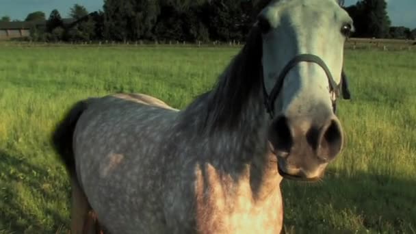 One Horse on a meadow — Stock Video