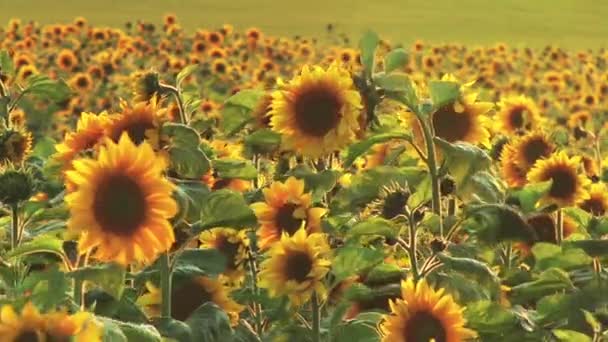 Güneşli bir gün, ayçiçeği alan — Stok video
