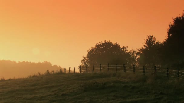 Pré dans le soleil du matin . — Video