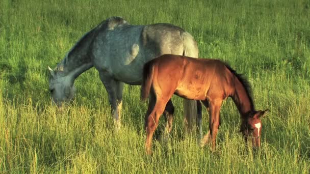 One Horse on a meadow — Stock Video