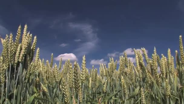 Campo de trigo — Vídeos de Stock