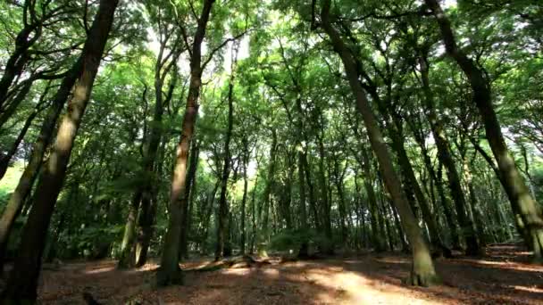 Bosque, lapso de tiempo — Vídeos de Stock