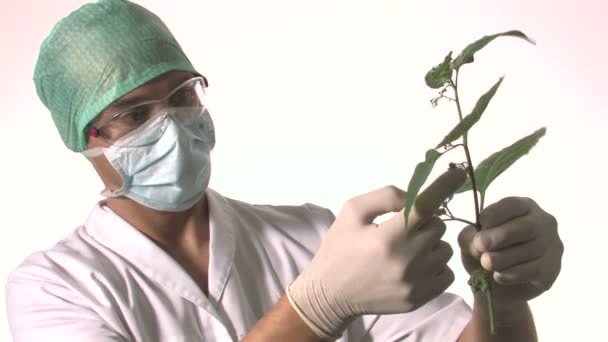 Cientista examina planta verde — Vídeo de Stock