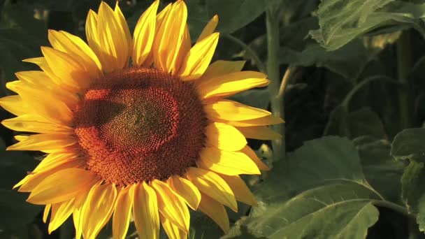 Ayçiçeği güneşli bir gün — Stok video