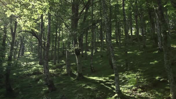 Piękny las w Niemczech — Wideo stockowe