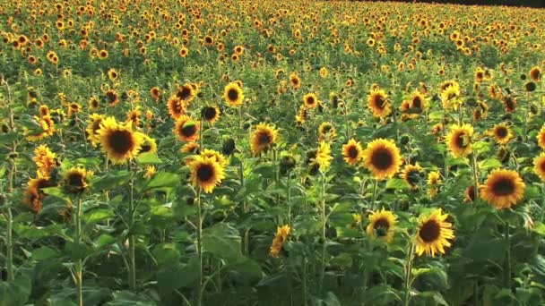 Подсолнечное поле в солнечный день — стоковое видео