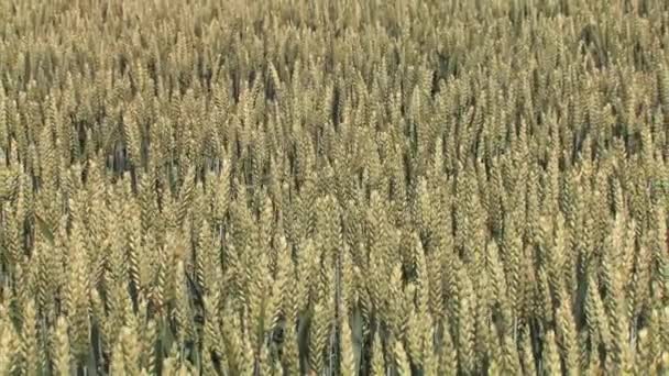 Campo de trigo abaixo de um céu azul — Vídeo de Stock