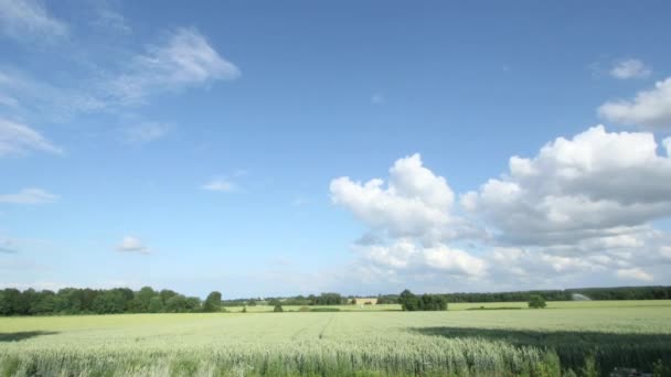 Medio ambiente limpio Campo de trigo bajo un cielo azul — Vídeos de Stock