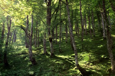 Orman İspanya, Europe