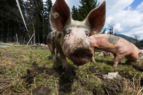 Çayırda İber domuz grup