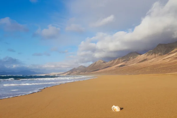 Colorful sea shell on sandy beach — Stock Photo, Image