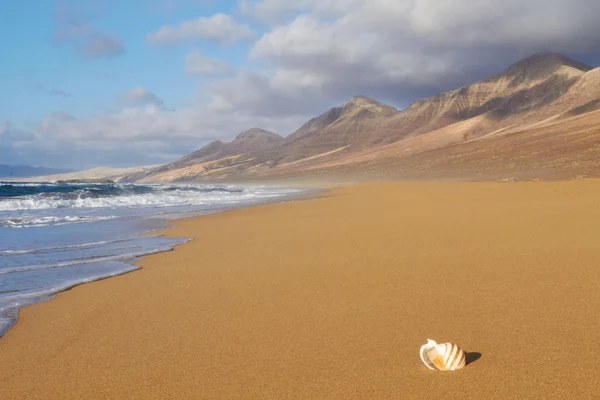 Coquille de mer colorée sur la plage de sable — Photo