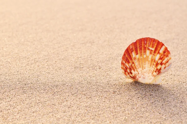 Concha de mar colorido Fotografia De Stock