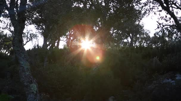 Luce solare - rami - foglie - foresta — Video Stock