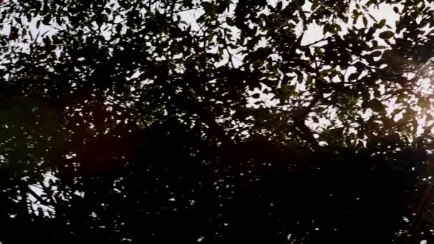 Luce solare - rami - foglie - foresta — Video Stock