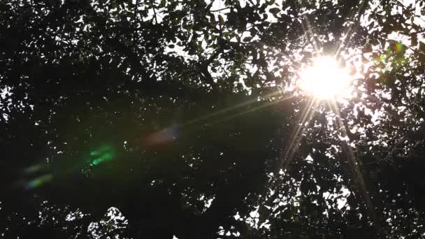 Lumière du soleil - branches - feuilles - forêt 