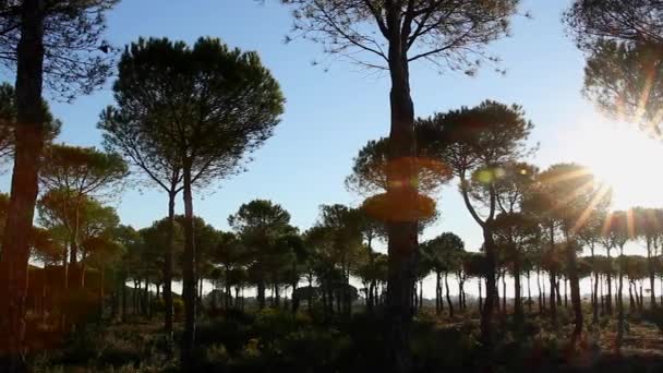 Luz solar - ramas - hojas - bosque — Vídeos de Stock