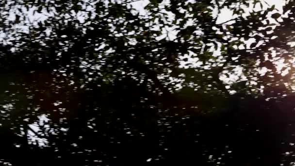 Luce solare - rami - foglie - foresta — Video Stock