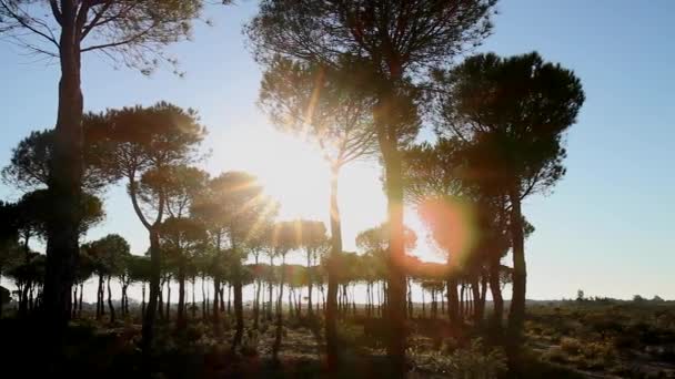 Luz solar - ramos - folhas - floresta — Vídeo de Stock