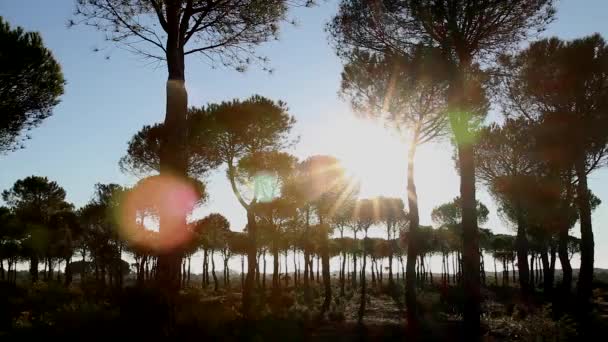 Güneş ışığı - şubeleri - yapraklar - orman — Stok video