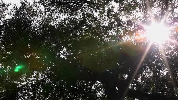 Φως του ήλιου - υποκαταστήματα - φύλλα - δάσος — Αρχείο Βίντεο