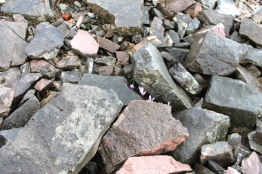 Taşların arasından büyüyen hayat. Çiçekler kayalara karşı. Çalışkanlık her şeyi kazanır. Dağlarda doğa. Sıra dışı çiçekler