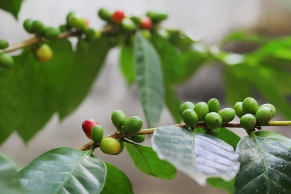 Grãos de café orgânicos — Fotografia de Stock