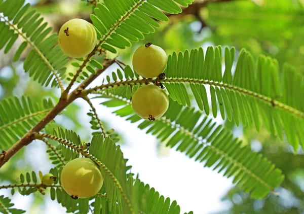 Uva spina indiana, Phyllanthus Emblica — Foto Stock