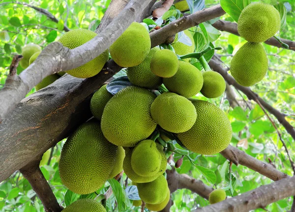 Bunch of Jack Fruits — Stock Photo, Image