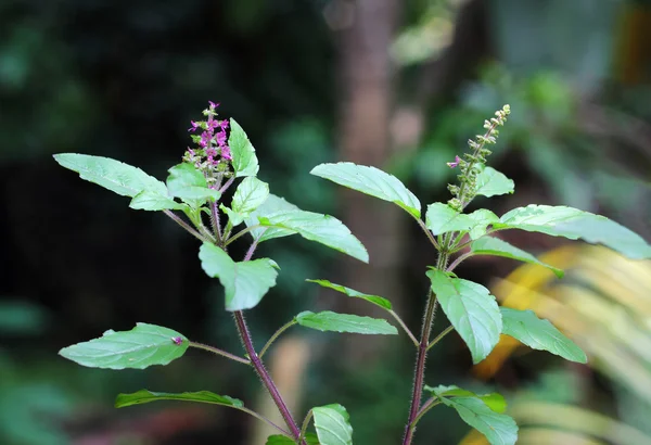 Holy Basil  Ocimum Sanctum — Stock Photo, Image