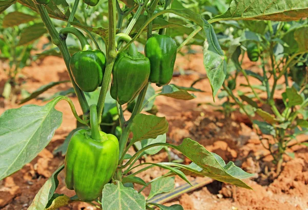 Capsicum Fruits in Plant — Stock Photo, Image