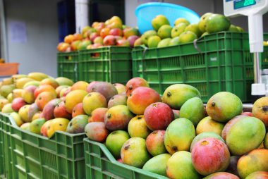 Hint Mango satış
