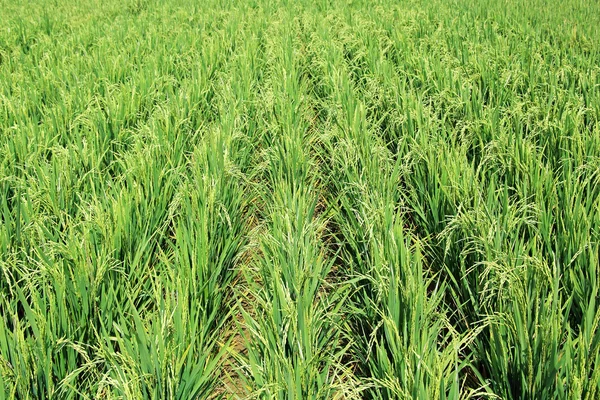 Campo de la planta de arroz híbrido — Foto de Stock