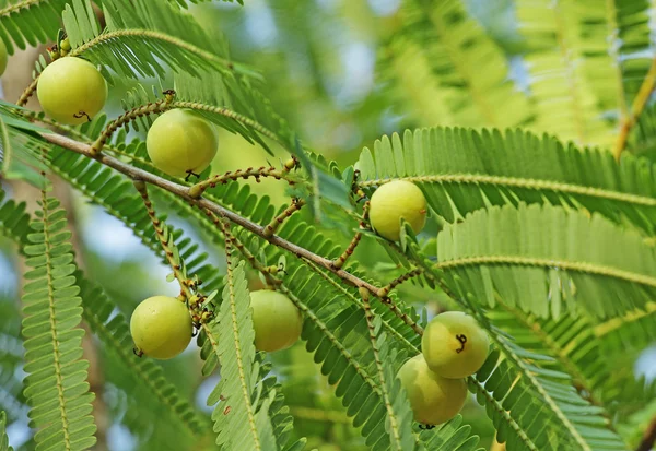 Indický angrešt, Phyllanthus Emblica — Stock fotografie